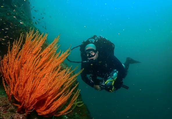rebreather diver admiring colourful coral